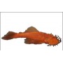 Ancistrus temminckii Super red Maat SM